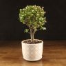 Портулакария Афра в бежевом горшке Кросс 40/15 фото 1 &mdash; Luxury Plants