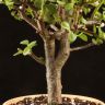 Портулакария Афра в бежевом горшке Кросс 40/15 фото 2 &mdash; Luxury Plants