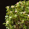 Портулакария Афра в бежевом горшке Кросс 40/15 фото 3 &mdash; Luxury Plants