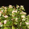 Портулакария Афра в бежевом горшке Кросс 40/15 фото 4 &mdash; Luxury Plants