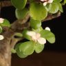 Портулакария Афра в бежевом горшке Кросс 40/15 фото 5 &mdash; Luxury Plants