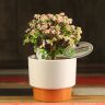 Бонсай Портулакария в белой плошке 22 см фото 1 &mdash; Luxury Plants