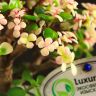Бонсай Портулакария в белой плошке 22 см фото 4 &mdash; Luxury Plants