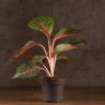 Аглаонема Кваклаб 35/12 фото 1 &mdash; Luxury Plants