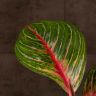 Аглаонема Кваклаб 35/12 фото 3 &mdash; Luxury Plants