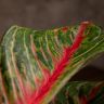 Аглаонема Кваклаб 35/12 фото 4 &mdash; Luxury Plants