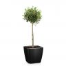 Олива в кашпо Lechuza Quadro LS 28 фото 7 &mdash; Luxury Plants