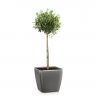 Олива в кашпо Lechuza Quadro LS 28 фото 2 &mdash; Luxury Plants