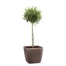 Олива в кашпо Lechuza Quadro LS 28 фото 3 &mdash; Luxury Plants