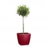 Олива в кашпо Lechuza Quadro LS 28 фото 4 &mdash; Luxury Plants