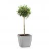 Олива в кашпо Lechuza Quadro LS 28 фото 5 &mdash; Luxury Plants