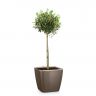 Олива в кашпо Lechuza Quadro LS 28 фото 6 &mdash; Luxury Plants