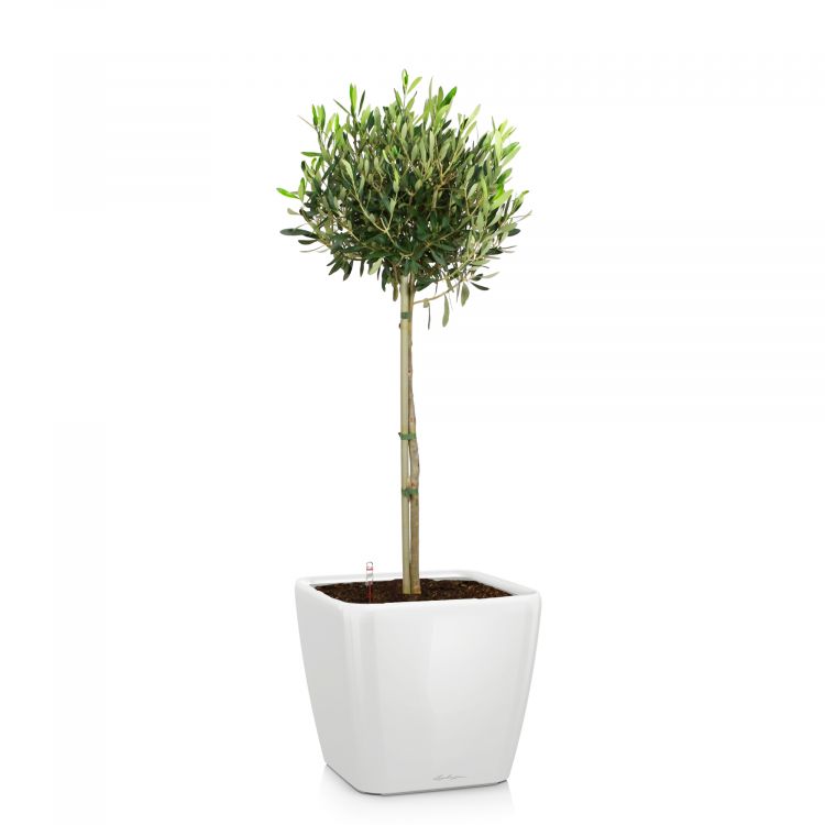Олива в кашпо Lechuza Quadro LS 28 фото 1 &mdash; Luxury Plants