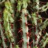Эуфорбия аэругиноза 15/6 фото 3 &mdash; Luxury Plants