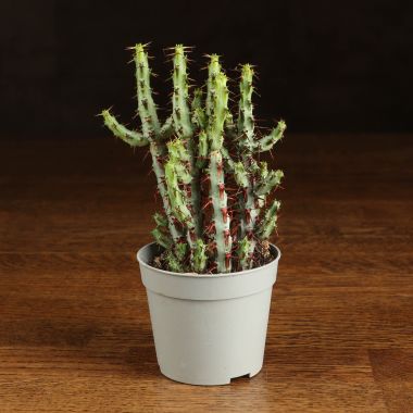 Эуфорбия аэругиноза 15/6 &mdash; Luxury Plants