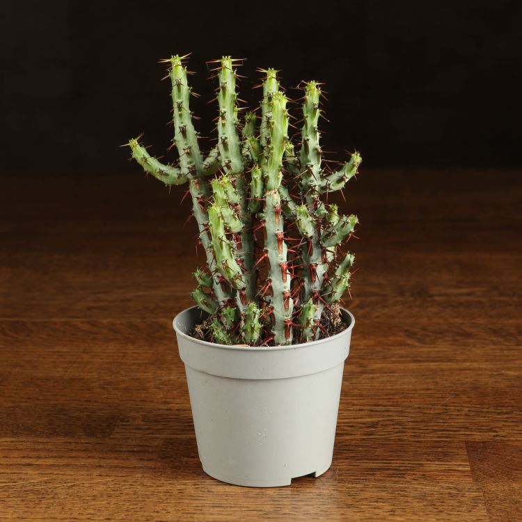 Эуфорбия аэругиноза 15/6 фото 1 &mdash; Luxury Plants