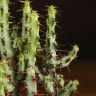 Эуфорбия аэругиноза 15/6 фото 4 &mdash; Luxury Plants