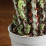 Эуфорбия аэругиноза 15/6 фото 5 &mdash; Luxury Plants