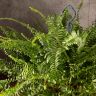 Нефролепис 50/20 фото 3 &mdash; Luxury Plants