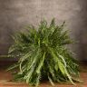 Нефролепис 50/20 фото 1 &mdash; Luxury Plants