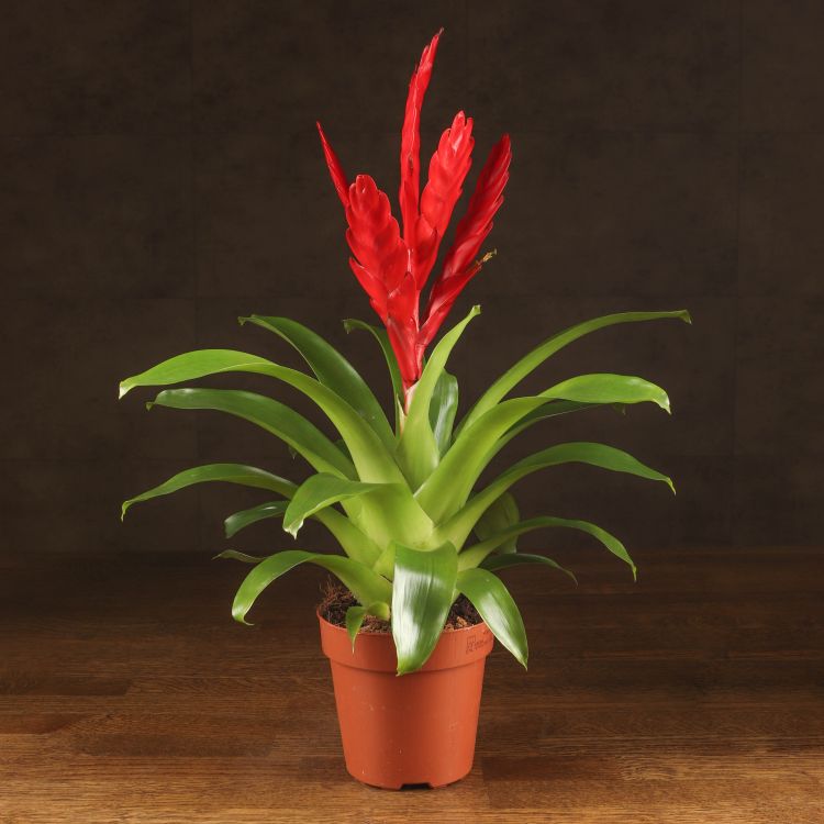 Вриезия красная 40/12 фото 1 &mdash; Luxury Plants