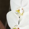 Орхидея Фаленопсис Формидабло белая D12 фото 2 &mdash; Luxury Plants