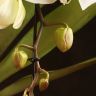 Орхидея Фаленопсис Формидабло белая D12 фото 4 &mdash; Luxury Plants