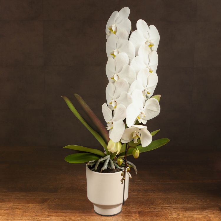 Орхидея Фаленопсис Формидабло белая D12 фото 1 &mdash; Luxury Plants