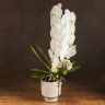 Орхидея Фаленопсис Формидабло белая D12 фото 1 &mdash; Luxury Plants