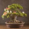Бонсай Азалия Токихо 40см фото 6 &mdash; Luxury Plants