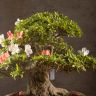Бонсай Азалия Токихо 40см фото 7 &mdash; Luxury Plants