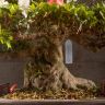 Бонсай Азалия Токихо 40см фото 8 &mdash; Luxury Plants
