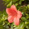 Бонсай Азалия Токихо 40см фото 9 &mdash; Luxury Plants