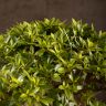 Бонсай Азалия Токихо 40см фото 10 &mdash; Luxury Plants