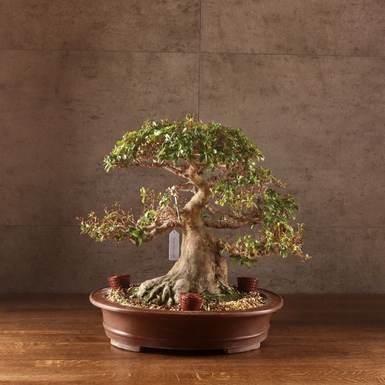 Бонсай Азалия Токихо 40см фото 1 &mdash; Luxury Plants