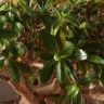 Бонсай Азалия Токихо 40см фото 4 &mdash; Luxury Plants