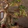 Бонсай Азалия Токихо 40см фото 5 &mdash; Luxury Plants