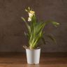 Орхидея Мильтония Санни Дэй д12 фото 2 &mdash; Luxury Plants