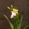 Орхидея Мильтония Санни Дэй д12 фото 3 &mdash; Luxury Plants