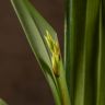 Орхидея Мильтония Санни Дэй д12 фото 4 &mdash; Luxury Plants