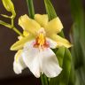 Орхидея Мильтония Санни Дэй д12 фото 1 &mdash; Luxury Plants