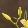 Орхидея Мильтония Санни Дэй д12 фото 5 &mdash; Luxury Plants