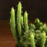 Эуфорбия Кристата д10 фото 2 &mdash; Luxury Plants