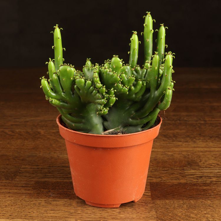 Эуфорбия Кристата д10 фото 1 &mdash; Luxury Plants