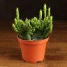 Эуфорбия Кристата д10 фото 1 &mdash; Luxury Plants