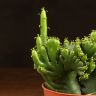 Эуфорбия Кристата д10 фото 3 &mdash; Luxury Plants