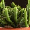 Эуфорбия Кристата д10 фото 5 &mdash; Luxury Plants