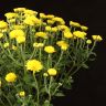 Хризантема желтая 35/15 фото 3 &mdash; Luxury Plants