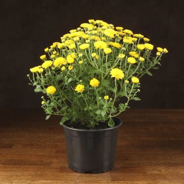 Хризантема желтая 35/15 &mdash; Luxury Plants