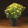 Хризантема желтая 35/15 фото 1 &mdash; Luxury Plants